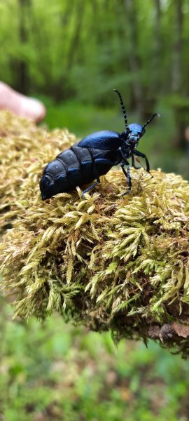 Meloe violaceus. forêts vers Sully la Chapelle. Bruno Godet